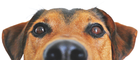 Impressum . HP Nicole Minke: Hund versucht über die Kante zu schauen, man sieht nur Augen, Ohren und die Nase!