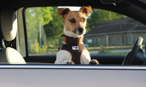 Referenzen. Nicole Minke: der kleine Hund »Elli Pirelli« sitzt im Auto und schaut aus dem Fenster