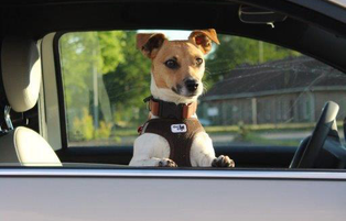Hundeführerschein . HP Nicole Minke: Elli Pirelli schaut aus dem Beifahrerfenster