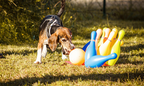 Referenzen. Nicole Minke: die Beagle-Mix-Hündin »Pina« zeigt vollen Einsatz bei den Hundesjugendspielen