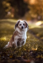 Referenzen. Nicole Minke: Hund »Pinu« sitzt auf einer Rasenfläche und wartet auf seinen Einsatz beim Mantrailing.