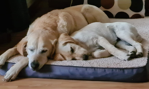 Referenzen. Nicole Minke: die Labrador-Hündinnen Lilly und Ida schlafen zusammen auf ihrem Hundekissen