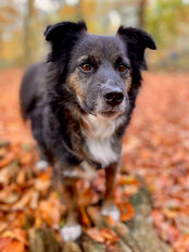  Referenzen. Nicole Minke: Hund »Milosch« steht auf dem mit Blättern bedeckten Waldboden. 