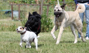 Referenzen. Nicole Minke: Einer der drei spielenden Hunde ist »Rudi«, er findet die Hundeschule toll!