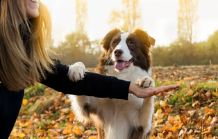 Einzeltraining HP Nicole Minke: Hund macht Männchen am Arm von Frauchen
