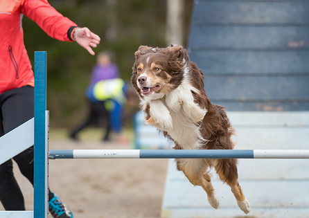 HP Nicole Minke . Aktuelles : Hund springt beim Agillity über eine Hürde