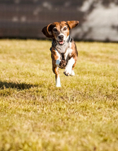 Willkommensseite . HP Nicole Minke: kleiner Hund rennt über eine Rasenfläche . Thema Anti-Jagd-Training