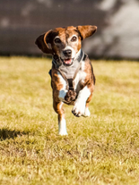 HP Nicole Minke . Aktuelles : kleiner Hund rennt über eine Rasenfläche . Thema Anti-Jagd-Training