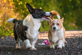HP Nicole Minke . Aktuelles : zwei kleine Hunde laufen spielend nebeneinander  . Thema Social Walk