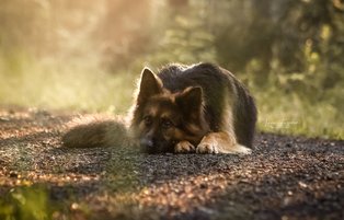 Mein Spürhund . HP Nicole Minke: Nicole Minkes Gehölzpathogen-Spürhund Maggie liegt entspannt auf dem Waldboden